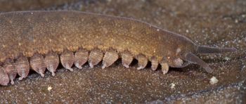 Media type: image; Invertebrate Zoology 131441